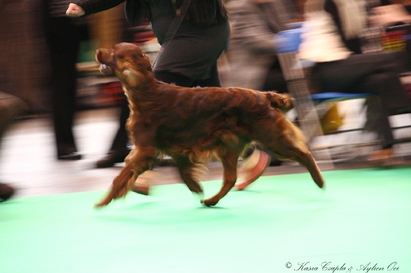 Crufts2011 400.jpg